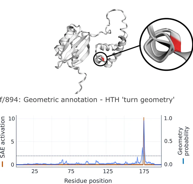 Interpreting latent protein language model features with geometric annotations